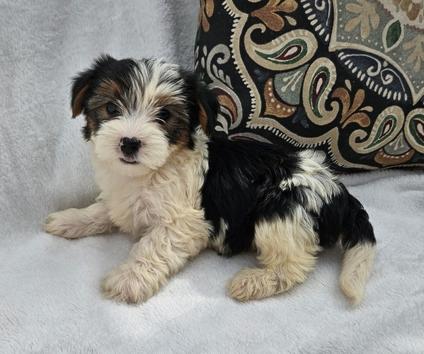 Medium Photo #1 Shorkie Tzu Puppy For Sale in WALSH, IL, USA