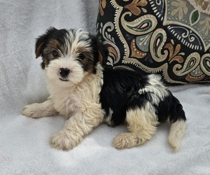 Shorkie Tzu Puppy for sale in WALSH, IL, USA