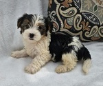 Small Shorkie Tzu
