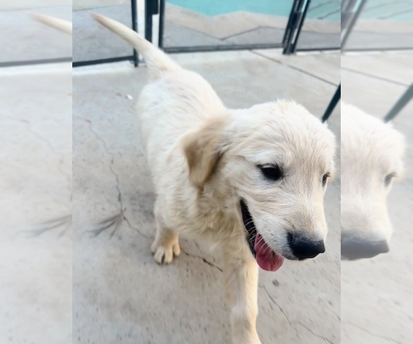 Medium Photo #13 Golden Retriever Puppy For Sale in COLTON, CA, USA