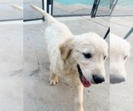 Small Photo #13 Golden Retriever Puppy For Sale in COLTON, CA, USA