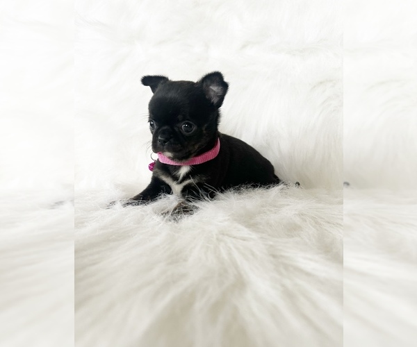 Medium Photo #10 Chihuahua Puppy For Sale in SACRAMENTO, CA, USA