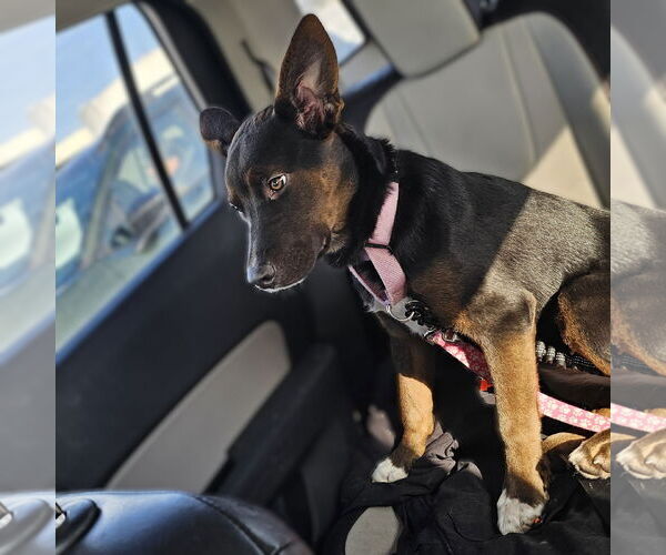 Medium Photo #6 Mutt Puppy For Sale in Fargo, ND, USA