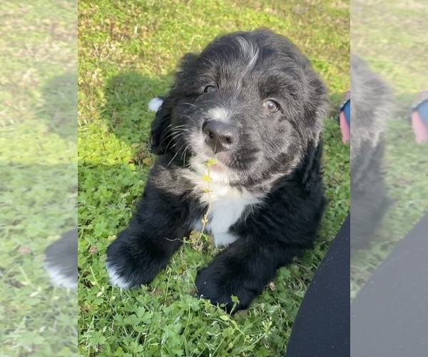 Medium Photo #4 Bernedoodle Puppy For Sale in GENTRY, AR, USA