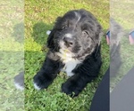 Small Photo #4 Bernedoodle Puppy For Sale in GENTRY, AR, USA