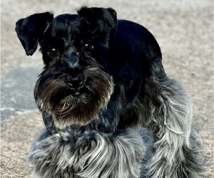 Father of the Schnauzer (Miniature) puppies born on 04/17/2025