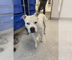 A663826 - Male Mutt Dog for Adoption - Small photo