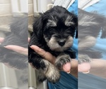 Puppy Puppy 1 Schnauzer (Miniature)