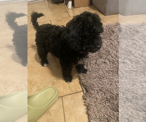 Maltipoo-Poodle (Standard) Mix Puppy for sale in STOCKTON, CA, USA