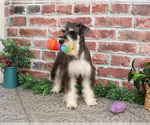 Small #5 Schnauzer (Miniature)