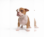 Puppy Female 2 American Bully