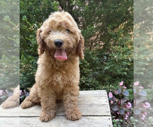 Goldendoodle (Miniature) Puppy for sale in MIDDLEBURY, IN, USA