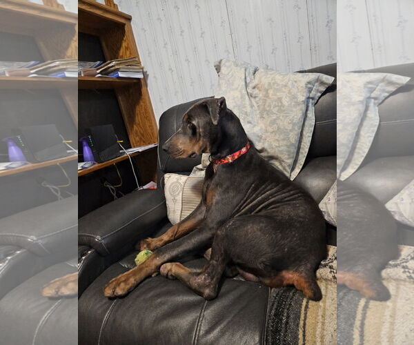 Medium Photo #8 Doberman Pinscher Puppy For Sale in Minneaoplis, MN, USA