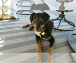 Small #3 Australian Shepherd Mix