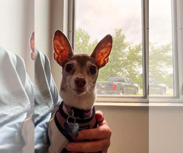 Medium Photo #4 Fox Terrier (Toy) Puppy For Sale in Holland, MI, USA