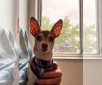 Small #3 Fox Terrier (Toy)