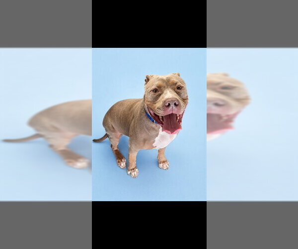 Medium Photo #1 Mutt Puppy For Sale in Westminster, MD, USA