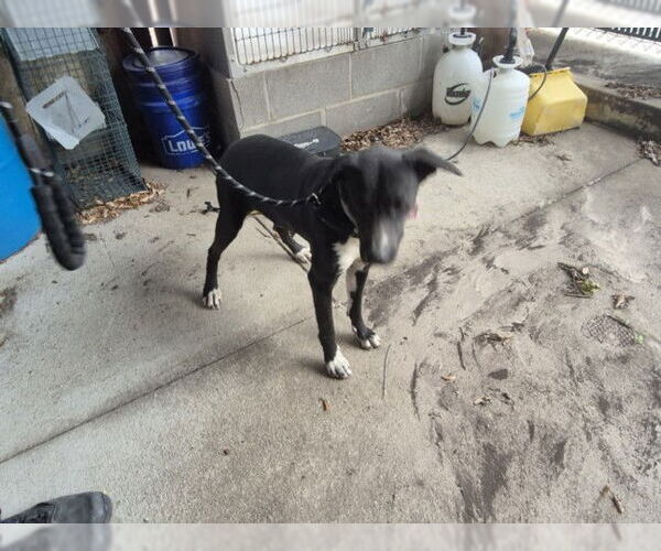 Medium Photo #1 Labrador Retriever-Unknown Mix Puppy For Sale in Texas City, TX, USA