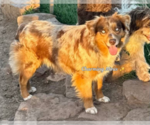 Small Photo #1 Cavalier King Charles Spaniel-Miniature Australian Shepherd Mix Puppy For Sale in GILBERT, AZ, USA