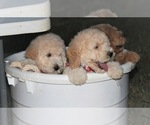 Small #43 Goldendoodle