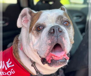 Bulldog Dogs for adoption in Lake Forest, CA, USA