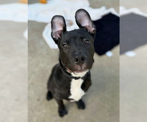 Medium Photo #1 Mutt Puppy For Sale in Sacramento, CA, USA