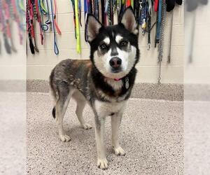 Siberian Husky Dogs for adoption in Brighton, CO, USA