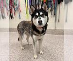 Small Siberian Husky