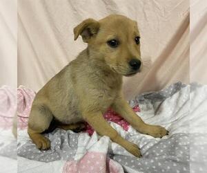 Shepradors Dogs for adoption in Modesto, CA, USA