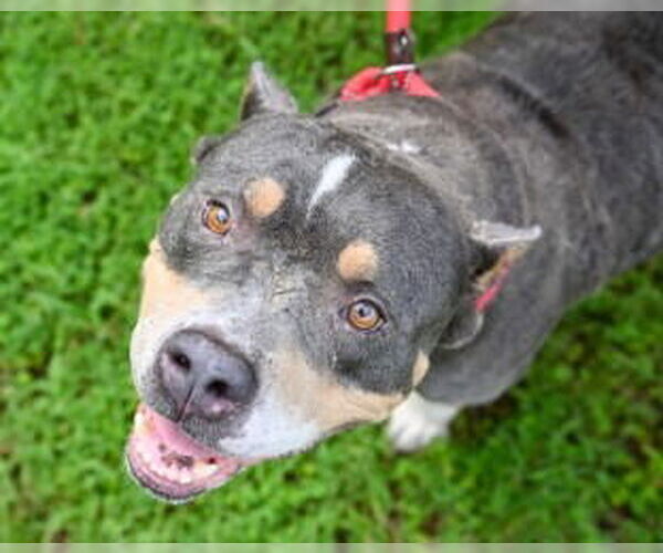 Medium Photo #2 Bullypit Puppy For Sale in Glen Allen, VA, USA