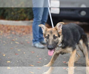 German Shepherd Dog Dogs for adoption in Modesto, CA, USA