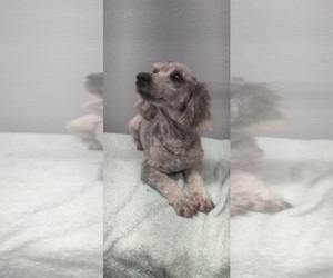 Father of the Poodle (Miniature) puppies born on 09/29/2025