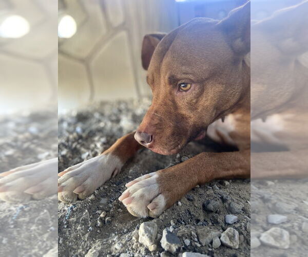 Medium Photo #12 American Pit Bull Terrier Puppy For Sale in Evansville, IN, USA