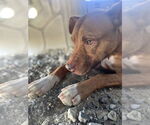 Small #11 American Pit Bull Terrier