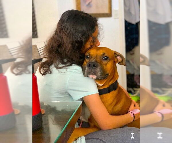 Medium Photo #3 Boxer Puppy For Sale in Austin, TX, USA