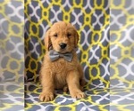 Small Photo #7 Golden Retriever Puppy For Sale in NARVON, PA, USA