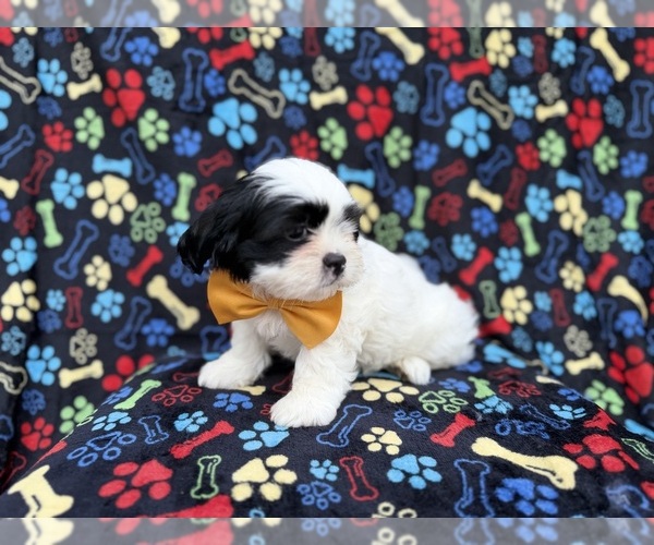 Medium Photo #10 Zuchon Puppy For Sale in LAKELAND, FL, USA