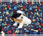 Small #9 Zuchon