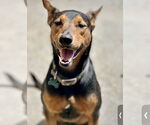 Small #10 Doberman Pinscher Mix