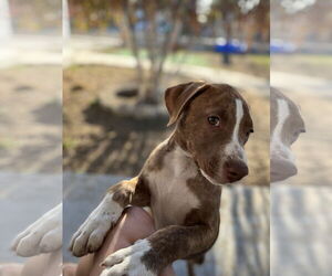 Apache - Male American Staffordshire Terrier-Labrador Retriever Mix Dog for Adoption - Photo #8