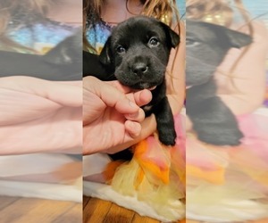 Border Collie Puppy for sale in CHAGRIN FALLS, OH, USA