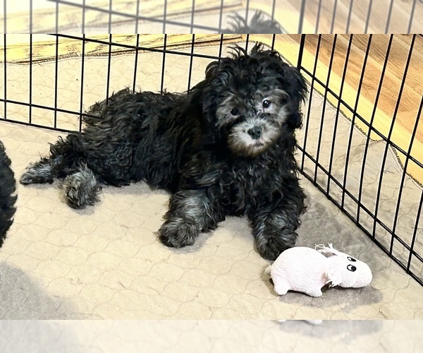 Medium Photo #5 ShihPoo Puppy For Sale in GLOUCESTER, VA, USA