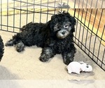 Small #4 ShihPoo