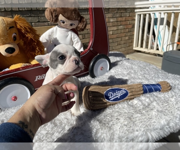 Medium Photo #5 French Bulldog Puppy For Sale in VICTORVILLE, CA, USA