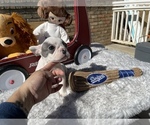 Small Photo #5 French Bulldog Puppy For Sale in VICTORVILLE, CA, USA