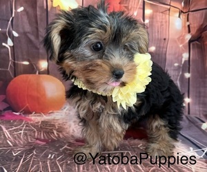 Yorkshire Terrier Puppy for sale in CENTER HILL, FL, USA