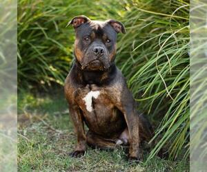 Mutt Dogs for adoption in Camarillo, CA, USA