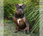 WHISKEY - Male Mutt Dog for Adoption - Small photo
