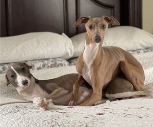 Father of the Italian Greyhound puppies born on 03/23/2022