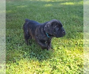 Cane Corso Puppy for sale in CAMBY, IN, USA